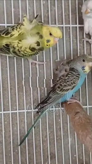 Love Birds