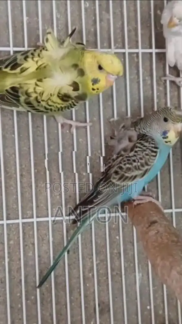Love Birds