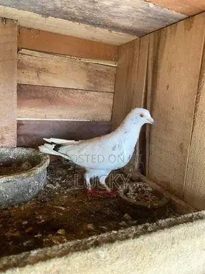 Pigeons