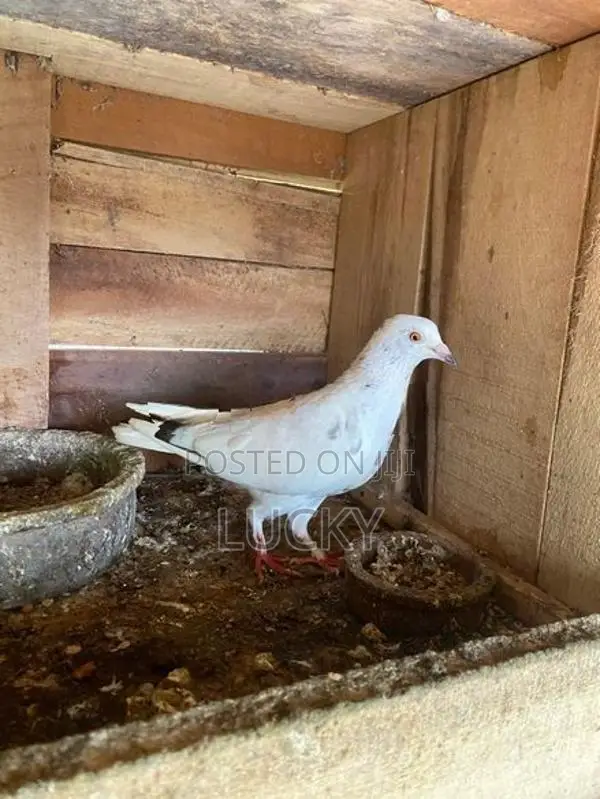 Pigeons
