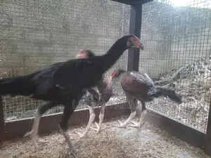 Farm Chickens