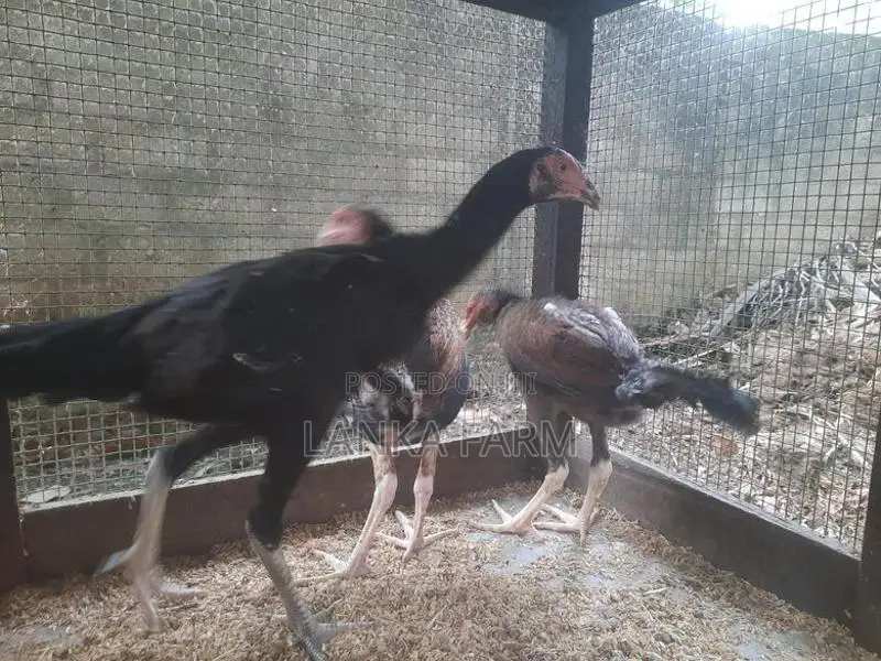 Farm Chickens
