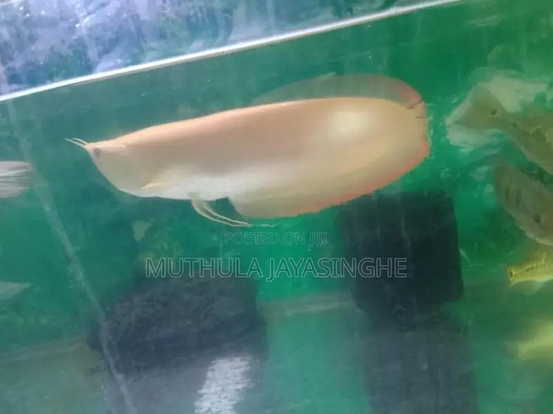 Albino Arowana Fish