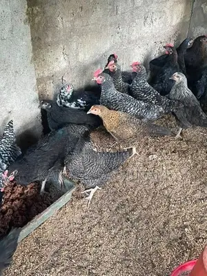 Farm Hens