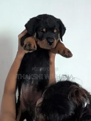 Pure Rottweiler Female Puppies