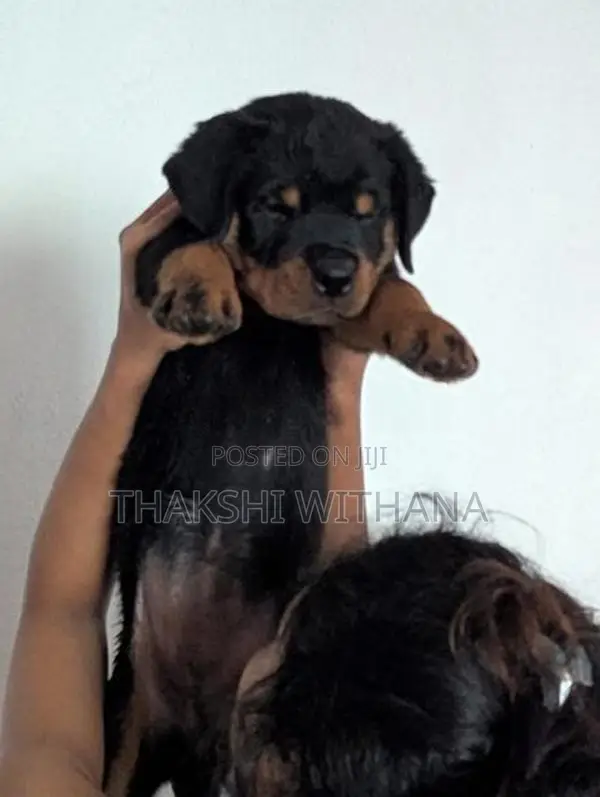 Pure Rottweiler Female Puppies