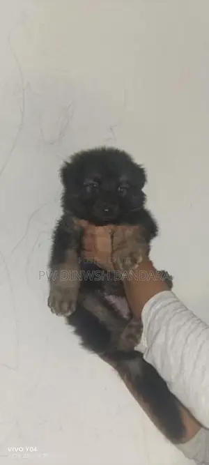 Lion Shepherd Puppies