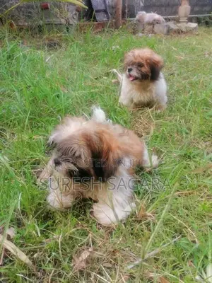 Shih Tzu Puppy