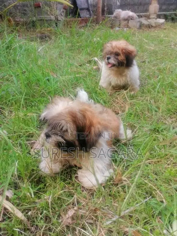 Shih Tzu Puppy