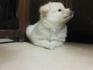 Lion Pomeranian Puppy