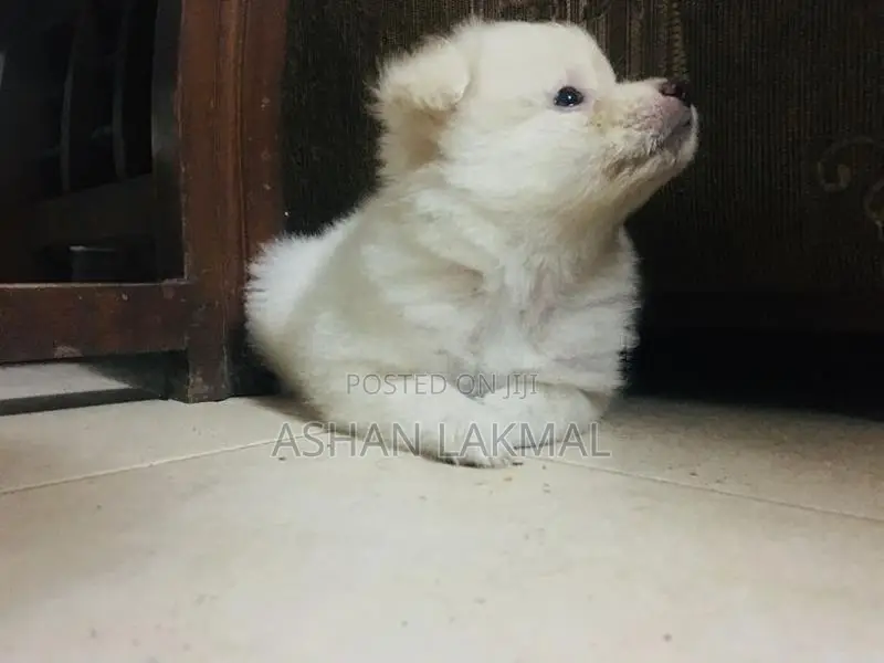Lion Pomeranian Puppy