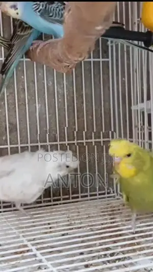 Love Birds