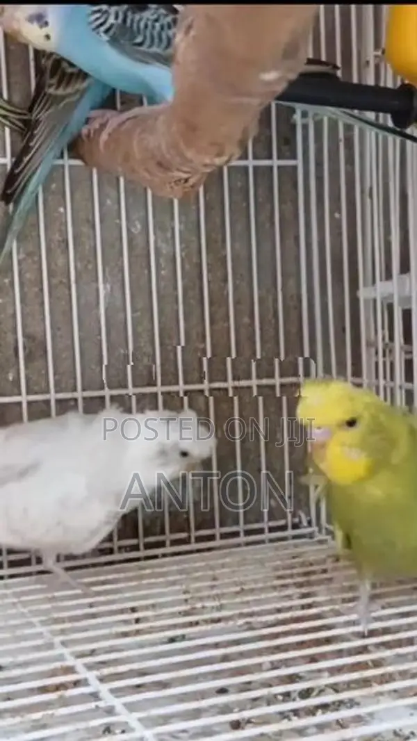Love Birds