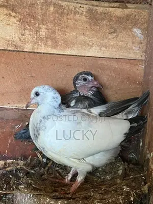 Pigeons