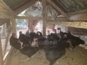 Farm Chickens