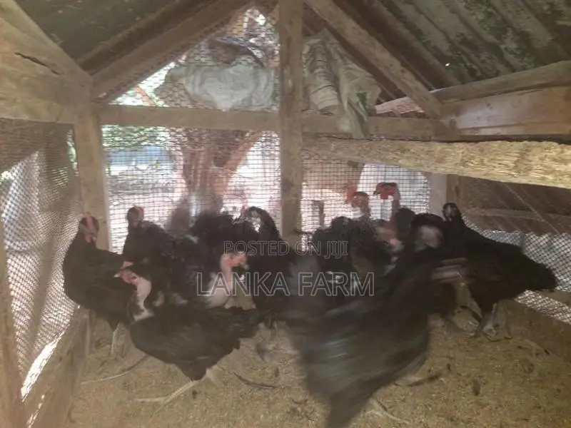 Farm Chickens