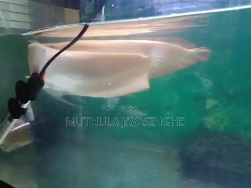 Albino Arowana Fish