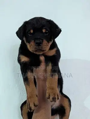 Pure Rottweiler Female Puppies