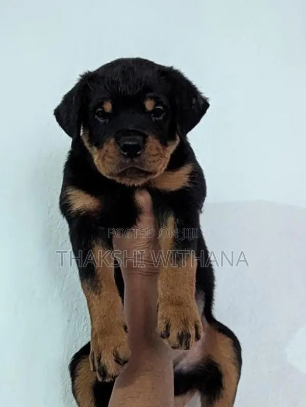 Pure Rottweiler Female Puppies