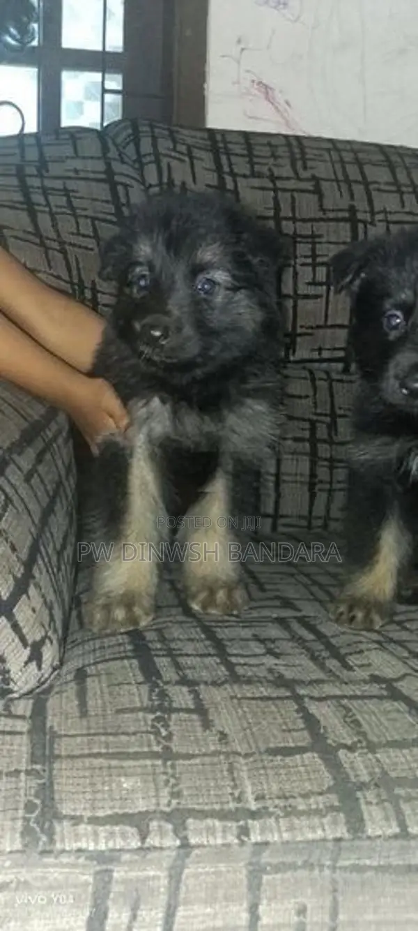 Lion Shepherd Puppies
