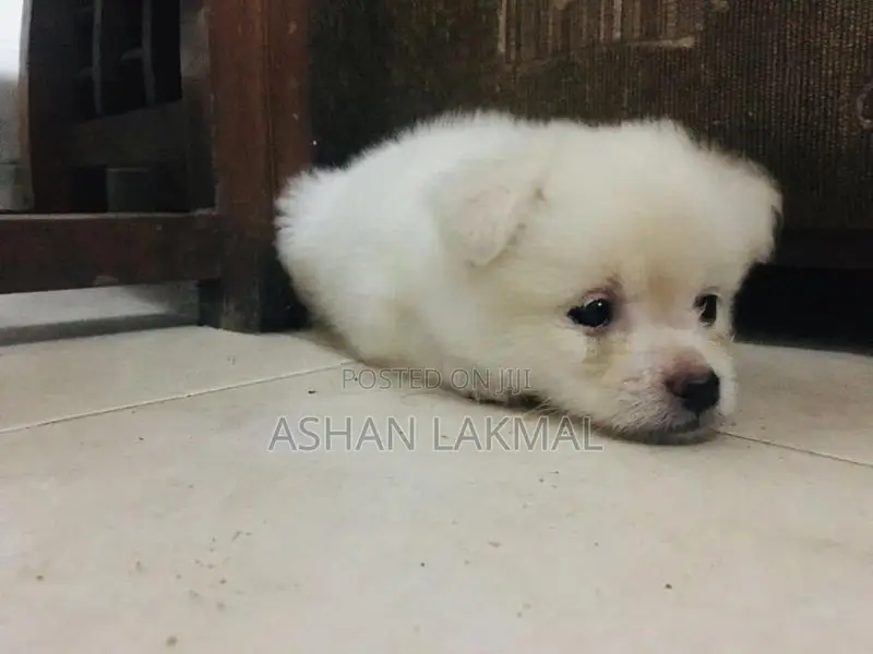 Lion Pomeranian Puppy