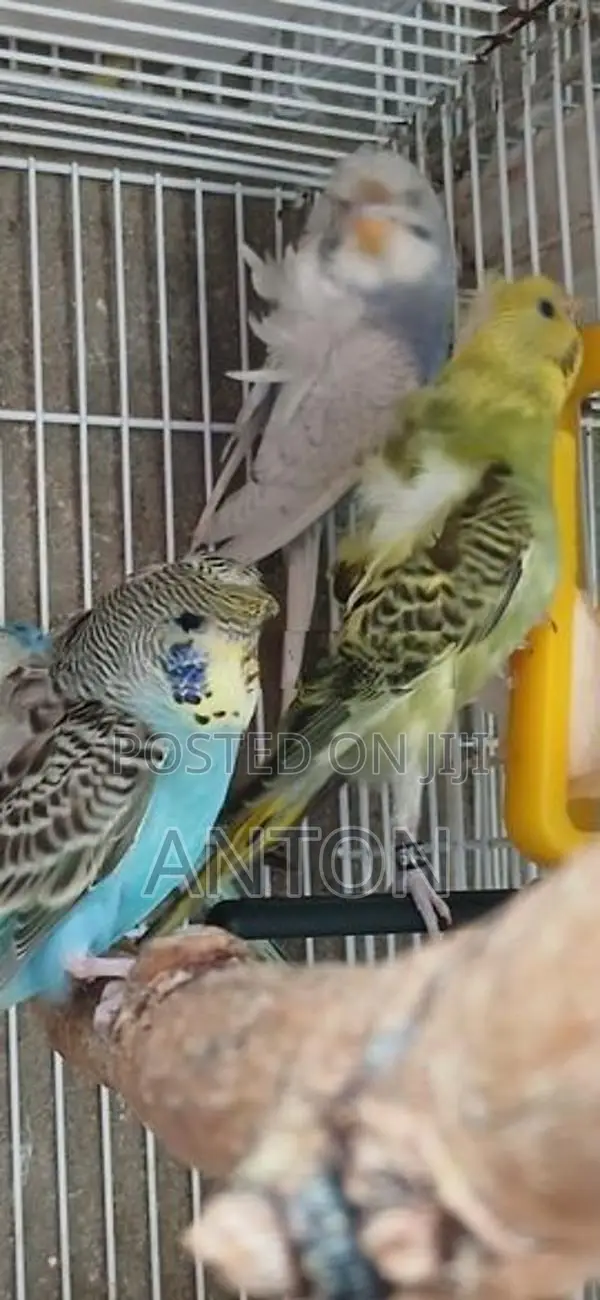 Love Birds