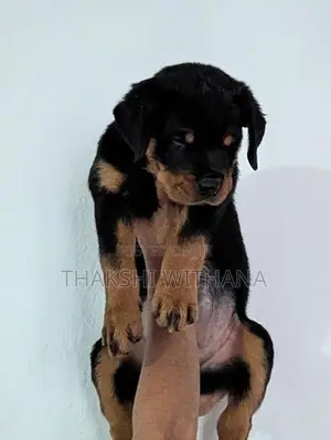 Pure Rottweiler Female Puppies