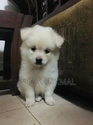 Lion Pomeranian Puppy