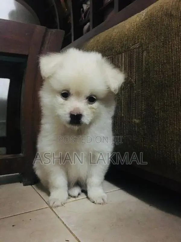 Lion Pomeranian Puppy