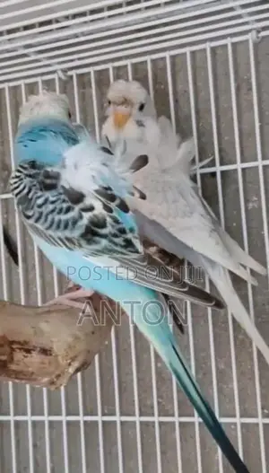Love Birds