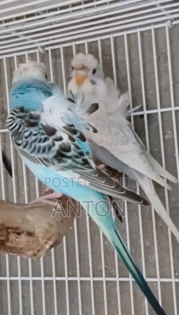 Love Birds