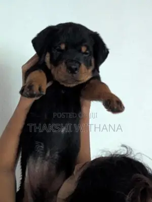 Pure Rottweiler Female Puppies