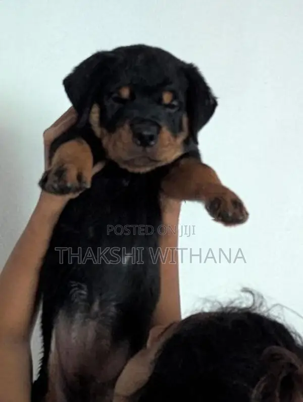 Pure Rottweiler Female Puppies