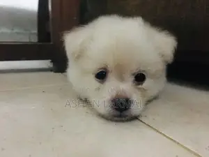 Lion Pomeranian Puppy