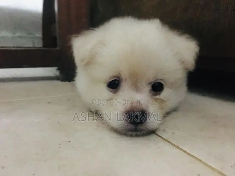 Lion Pomeranian Puppy