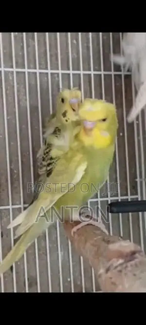 Love Birds
