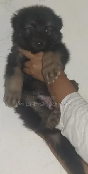 Lion Shepherd Long Coat බලු පැටැව්
