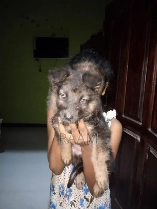 German Shepherd Puppys