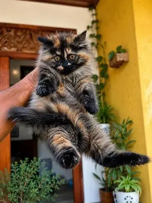 Percian Cat