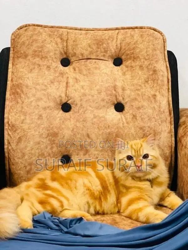 Persian Cat
