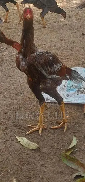 வெள்ளடியன் சேவல்