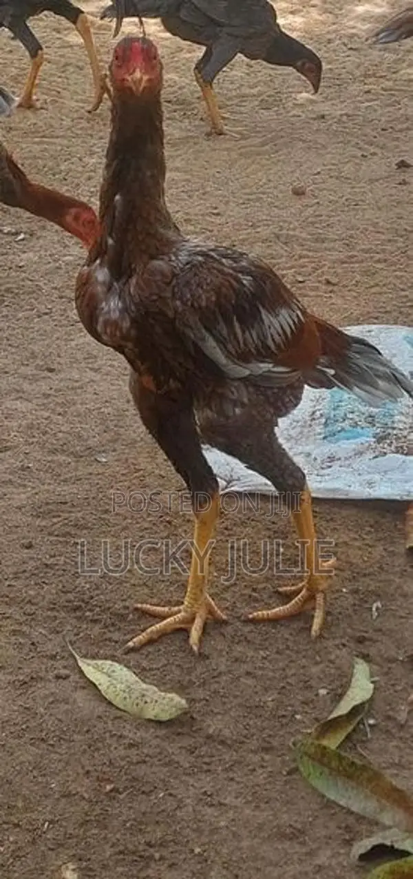 வெள்ளடியன் சேவல்
