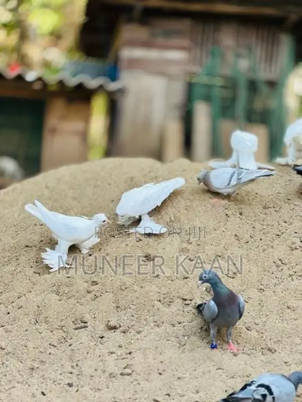 Pigeon