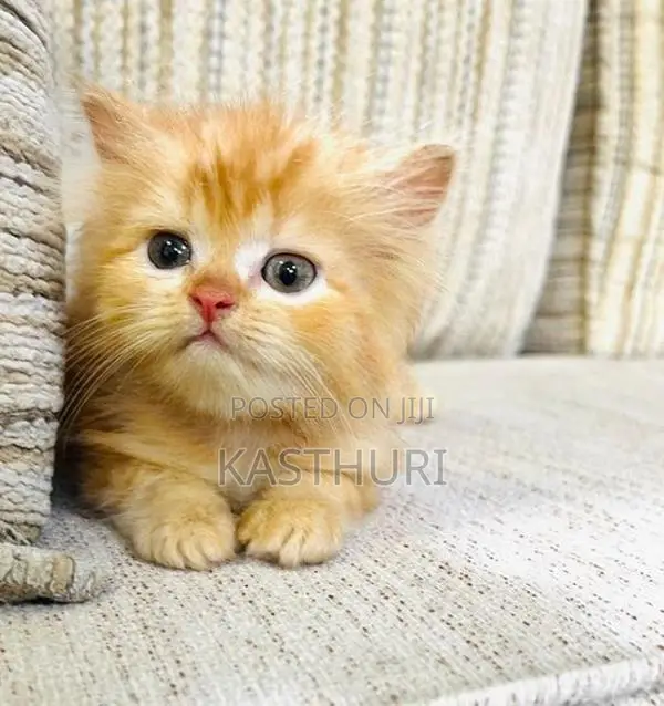 Pure Breed Persian Kittens