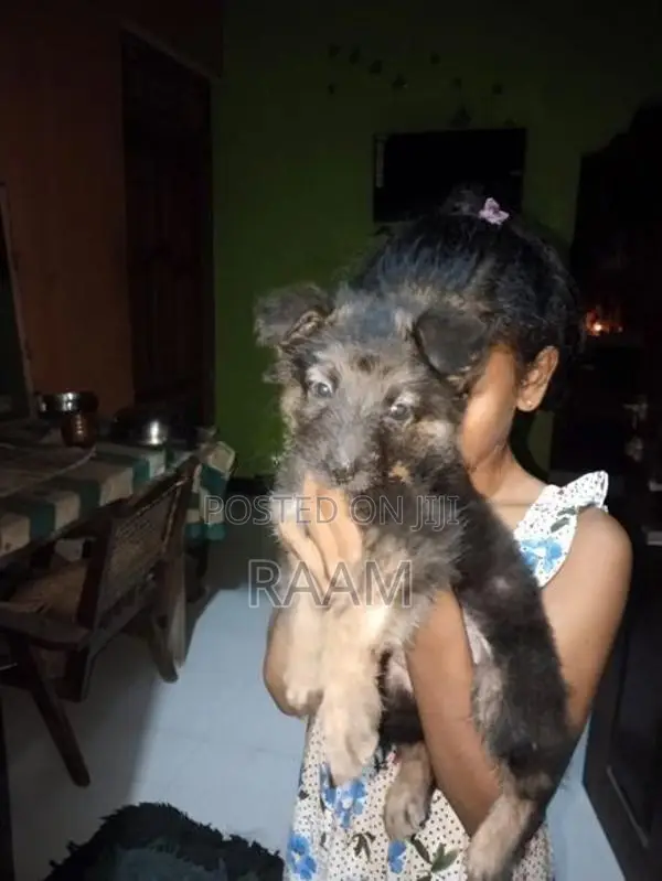 German Shepherd Puppys