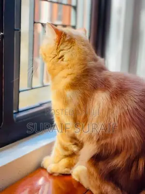 Persian Cat