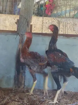 வெள்ளடியன் சேவல்