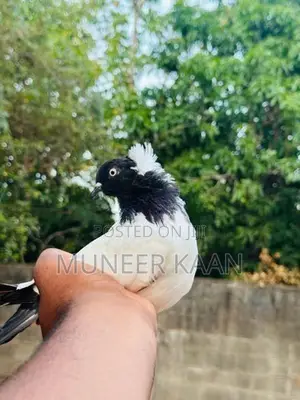 Pigeon