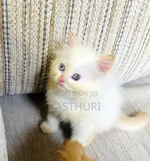 Pure Breed Persian Kittens
