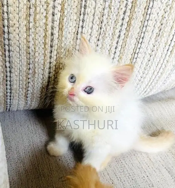 Pure Breed Persian Kittens